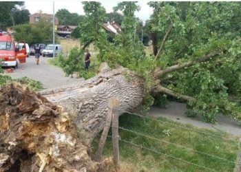 Lubero: un arbre tombe sur un jeune garçon à kabemba et meurt sur le champ