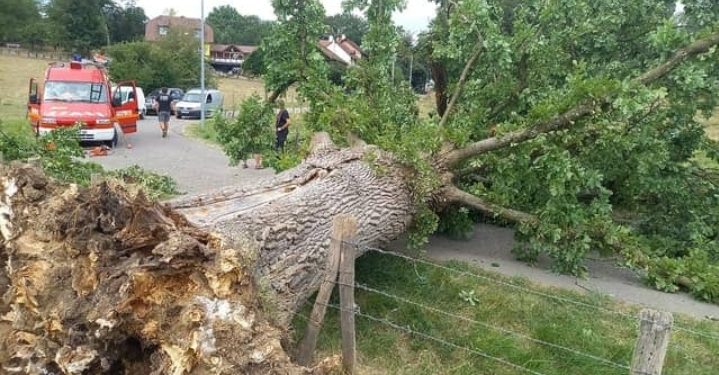 Lubero: un arbre tombe sur un jeune garçon à kabemba et meurt sur le champ