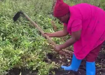 Nyiragongo : Liberata Buratwa, une déplacée de guerre se lance dans l&rsquo;agriculture pour la survie de sa famille