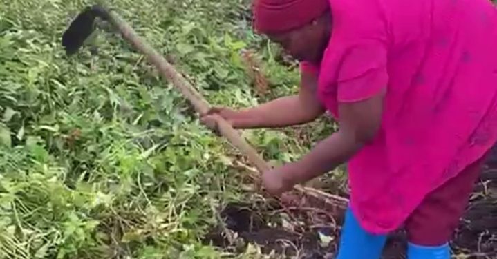 Nyiragongo : Liberata Buratwa, une déplacée de guerre se lance dans l’agriculture pour la survie de sa famille