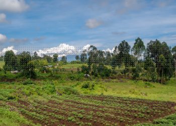 Guerre en RDC: « Les sujets rwandais exploitent les champs des habitants à Kibumba »: Société civile de Nyiragongo