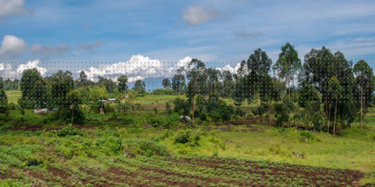 Guerre en RDC: « Les sujets rwandais exploitent les champs des habitants à Kibumba »: Société civile de Nyiragongo