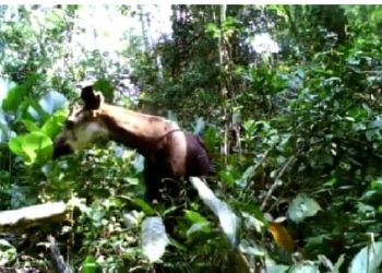 Ituri :Deux personnes arrêtées à la suite de l&rsquo;exploitation illégale du site minier de la Réserve de Faune à Okapis (RFO)