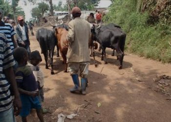 Rutshuru/Insécurité :Deux personnes tuées par balle  sur le tronçon routier Nyanzale-Luve