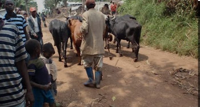 Rutshuru/Insécurité :Deux personnes tuées par balle  sur le tronçon routier Nyanzale-Luve