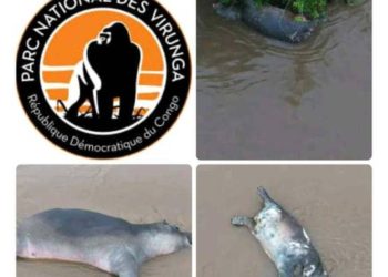 Nord-Kivu : apparition d&rsquo;une épizootie au PNVi, l&rsquo;ICCN prend des mesures de précaution