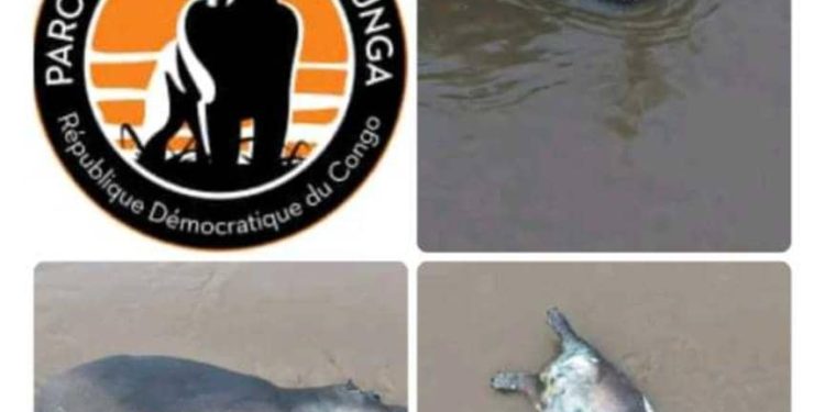 Nord-Kivu : apparition d&rsquo;une épizootie au PNVi, l&rsquo;ICCN prend des mesures de précaution