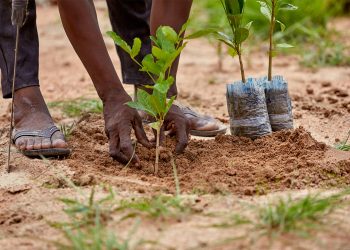 Kahembe : Lancement de l&rsquo;opération « Tupande miti » pour le reboisement du quartier