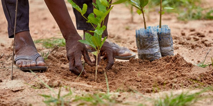 Kahembe : Lancement de l&rsquo;opération « Tupande miti » pour le reboisement du quartier