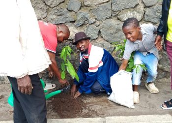 Nord-Kivu : Salongo à Goma, la population de Kahembe plante des arbres fruitiers dans des parcelles