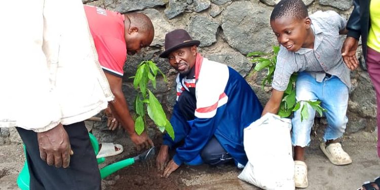 Nord-Kivu : Salongo à Goma, la population de Kahembe plante des arbres fruitiers dans des parcelles