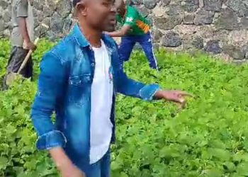 Nord-Kivu : 80 % des plantules mises en terre au quartier Kahembe sont viables, révèlent les cadres de base à Goma