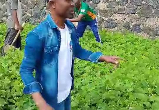 Nord-Kivu : 80 % des plantules mises en terre au quartier Kahembe sont viables, révèlent les cadres de base à Goma