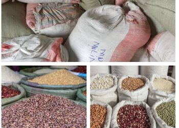 Rutshuru : Chute drastique du prix des haricots, commerçants et agriculteurs en détresse