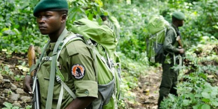 Nord-Kivu : face aux défis sécuritaires, le Parc des Virunga recrute de nouveaux écogardes