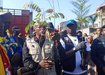 Salongo à Goma : Des centaines de plantules d’arbre de diverses essences, mis en terre par le maire assisté des cambistes le long de la route séparant les quartiers Kyeshero 1 et 2