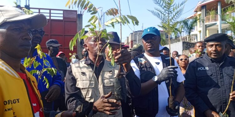 Salongo à Goma : Des centaines de plantules d’arbre de diverses essences, mis en terre par le maire assisté des cambistes le long de la route séparant les quartiers Kyeshero 1 et 2