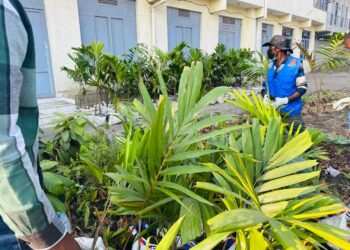 Goma: Le pourquoi du retour des arbres en ville