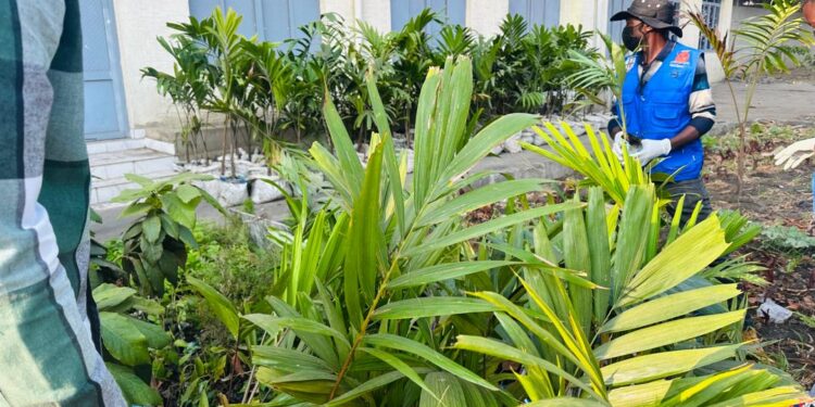 Goma: Le pourquoi du retour des arbres en ville