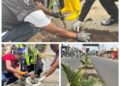 Salongo à Goma: Poursuite de l’opération de plantation d’ arbres à essence palmiste au quartier Murara(Karisimbi)