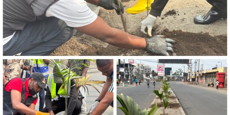 Salongo à Goma: Poursuite de l’opération de plantation d’ arbres à essence palmiste au quartier Murara(Karisimbi)