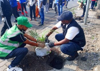 Salongo à Goma: Le maire poursuit son cheval de bataille, le reboisement des grandes artères de la ville