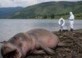 Nord-Kivu : un hippopotame testé positif au charbon bactéridien à Vitshumbi