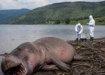 Nord-Kivu : un hippopotame testé positif au charbon bactéridien à Vitshumbi