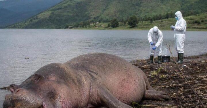 Nord-Kivu : un hippopotame testé positif au charbon bactéridien à Vitshumbi