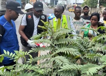 Salongo à Goma : balayage et protection des arbres plantés au quartier Murara