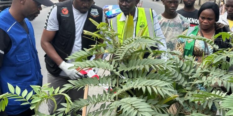 Salongo à Goma : balayage et protection des arbres plantés au quartier Murara