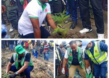Salongo à Goma: Le tour de planter les arbres aux quartiers Mugunga et Lac Vert, plus de 3000 arbres mis en terre