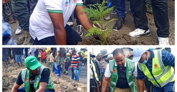 Salongo à Goma: Le tour de planter les arbres aux quartiers Mugunga et Lac Vert, plus de 3000 arbres mis en terre