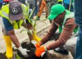 Salongo à Goma : Poursuite de la plantation de faux palmiers sur l&rsquo;avenue du Commerce, à la jonction de trois quartiers