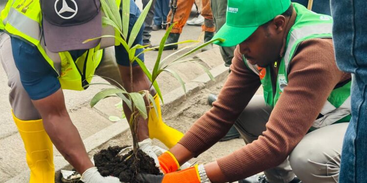 Salongo à Goma : Poursuite de la plantation de faux palmiers sur l’avenue du Commerce, à la jonction de trois quartiers