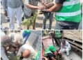 Salongo à Goma : Une particularité, un gosse et un nonagénaire plantent des arbres au quartier Virunga