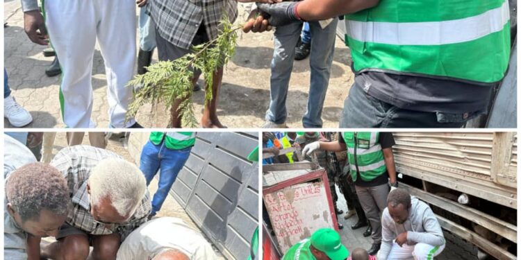 Salongo à Goma : Une particularité, un gosse et un nonagénaire plantent des arbres au quartier Virunga